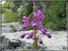 foto Fiori